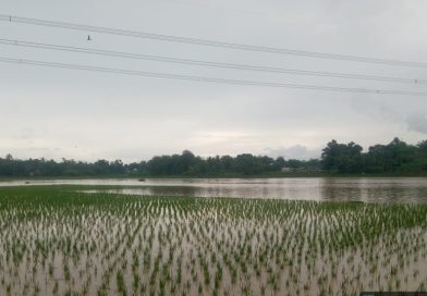 DKPP Kabupaten Serang Beri Bantuan Bibit Benih untuk 2.175 Hektare Lahan Pertanian Terdampak Banjir