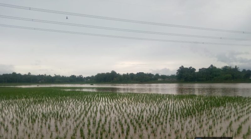 DKPP Kabupaten Serang Beri Bantuan Bibit Benih untuk 2.175 Hektare Lahan Pertanian Terdampak Banjir