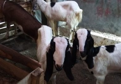 Jelang Idul Adha, Peredaran Hewan Kurban di Kota Serang Diperketat