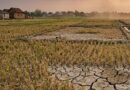 39 Hektare Sawah di Kota Serang Terdampak Kekeringan, 17 Hektare Puso