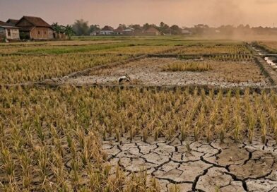 39 Hektare Sawah di Kota Serang Terdampak Kekeringan, 17 Hektare Puso